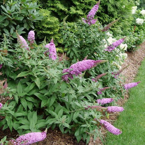 Pugster Pinker Butterfly Bush in focus.