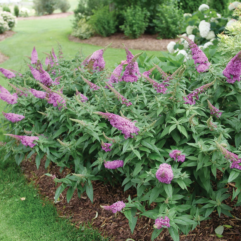 Pugster Pinker Pugster Pinker Butterfly Bush in use.