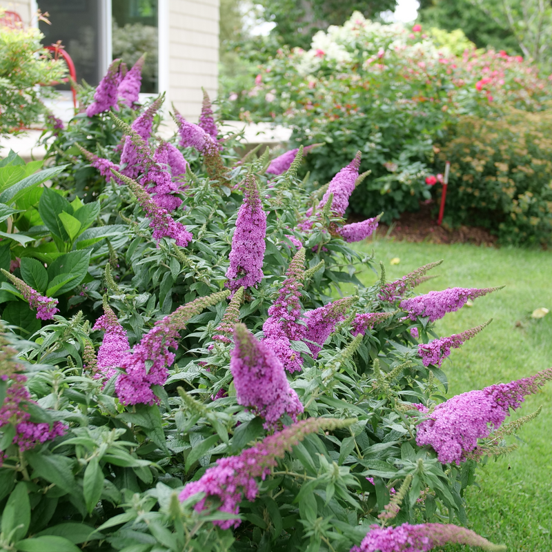 Pugster Pinker Pugster Pinker Butterfly Bush in use.