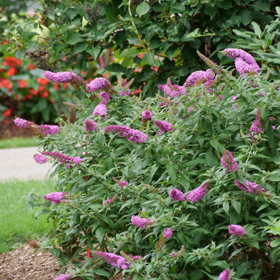 Pugster Pinker Pugster Pinker Butterfly Bush in use.