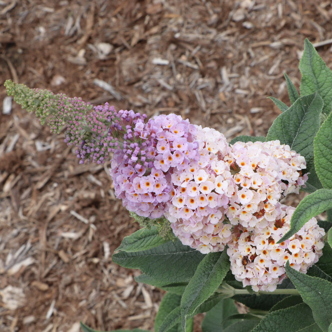 Pugster Sorbet™ Butterfly Bush (Buddleia x) | Proven Winners® New Variety 2027