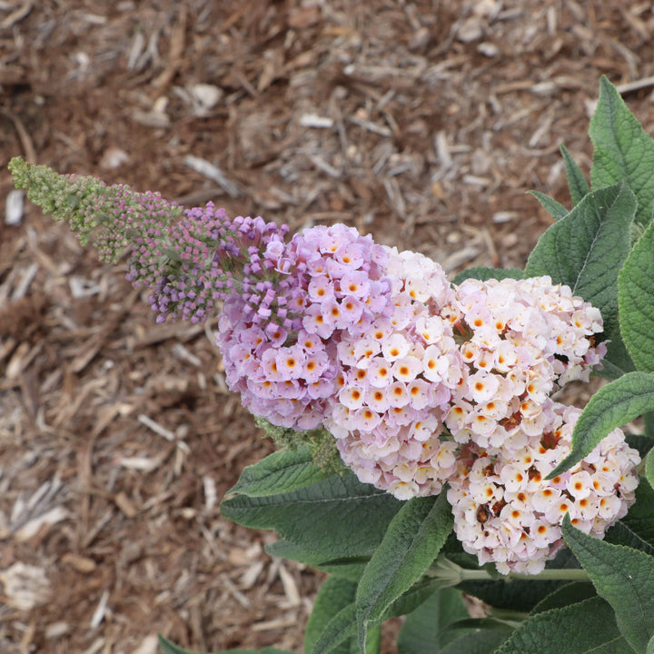 Pugster Sorbet™ Butterfly Bush (Buddleia x) | Proven Winners® New Variety 2027