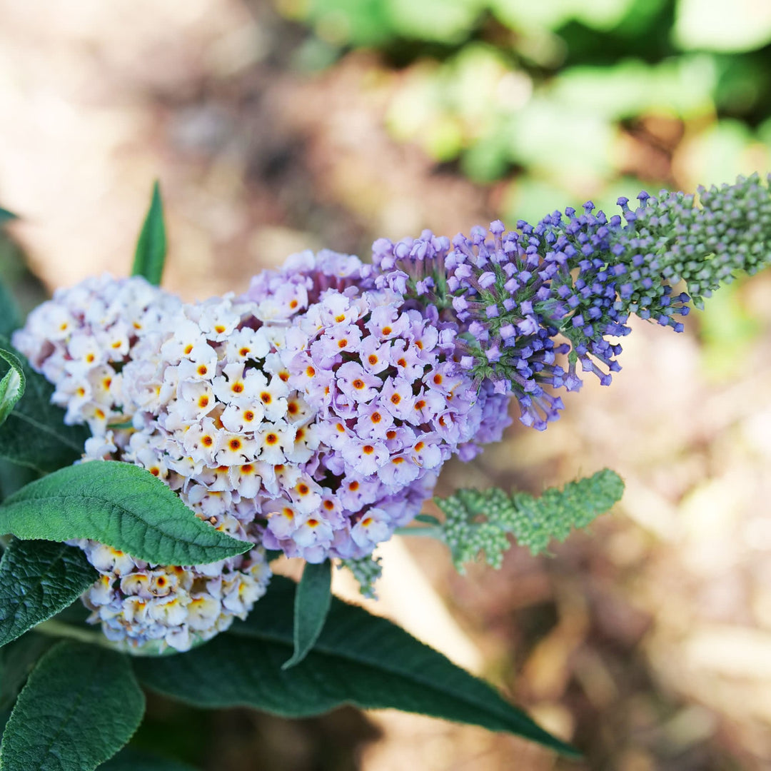 Pugster Sorbet™ Butterfly Bush (Buddleia x) | Proven Winners® New Variety 2027