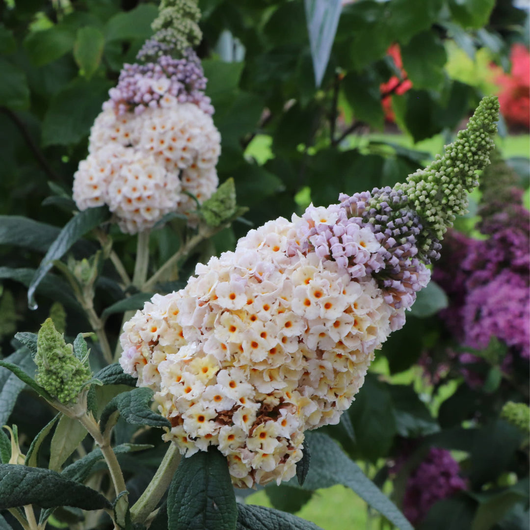 Pugster Sorbet™ Butterfly Bush (Buddleia x) | Proven Winners® New Variety 2027