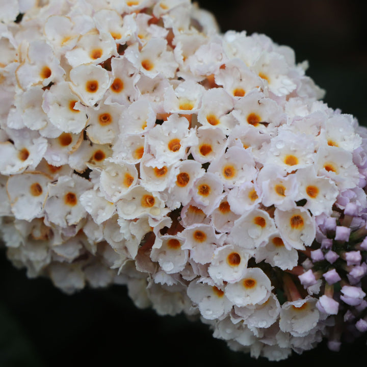 Pugster Sorbet™ Butterfly Bush (Buddleia x) | Proven Winners® New Variety 2027