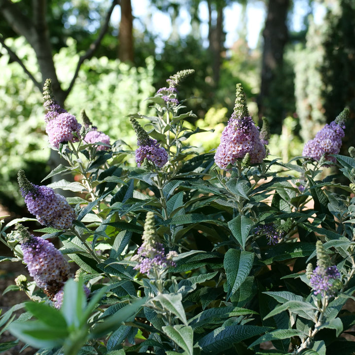 Pugster Sorbet™ Butterfly Bush (Buddleia x) | Proven Winners® New Variety 2027