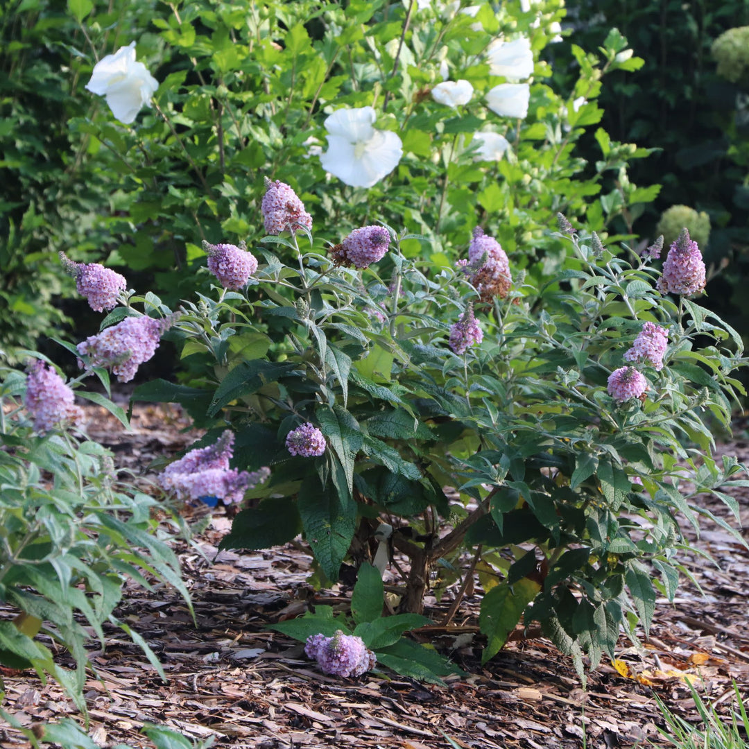 Pugster Sorbet™ Butterfly Bush (Buddleia x) | Proven Winners® New Variety 2027