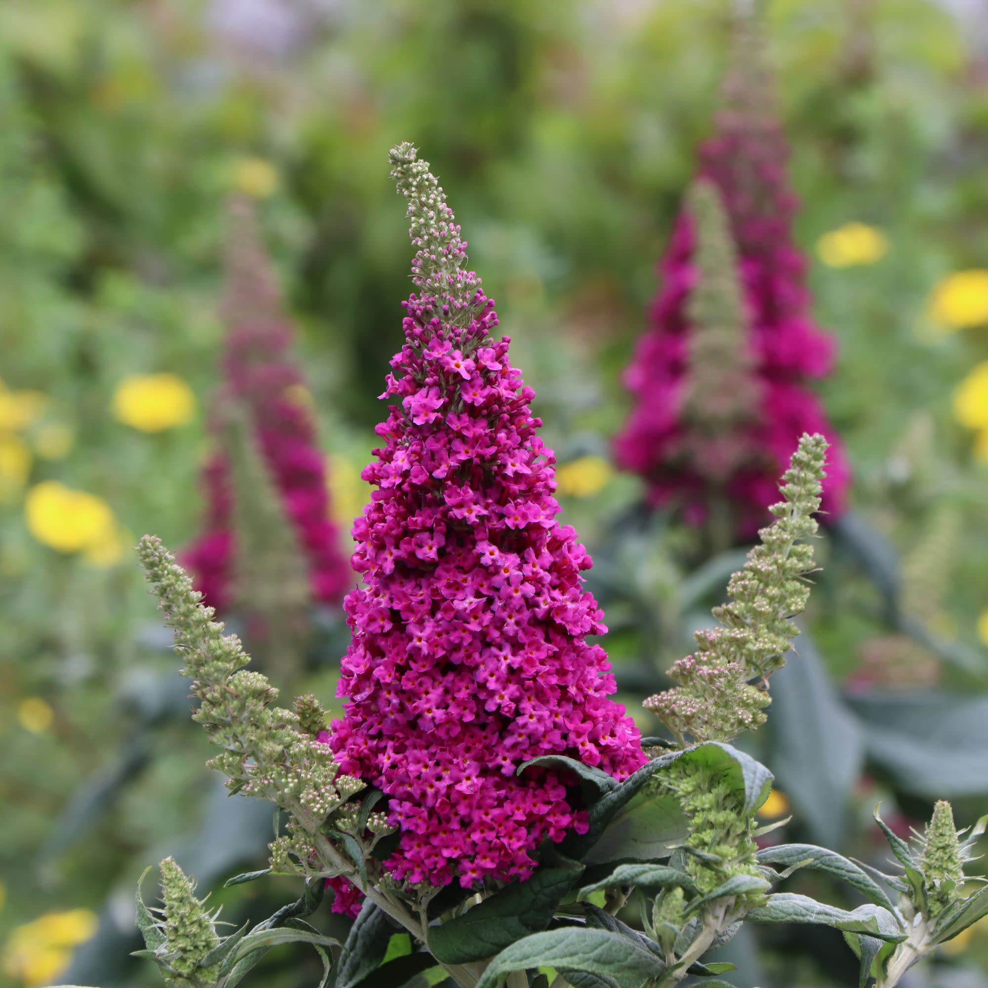 フラワーパーク　スプリンターズS Butterfly Bush | Pugster Pico Punch™ | Proven Winners® Shrubs