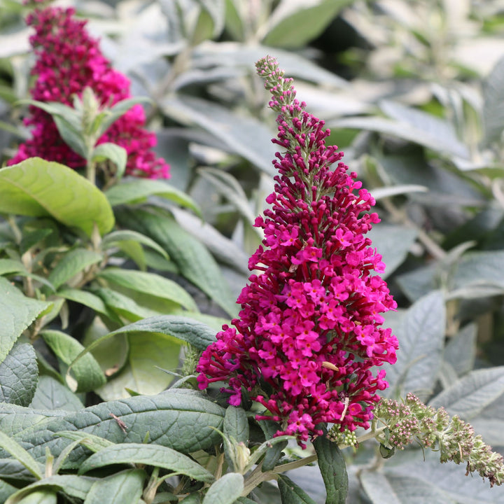 Pugster Pico Punch™ Butterfly Bush (Buddleia x) | Proven Winners® New Variety 2027