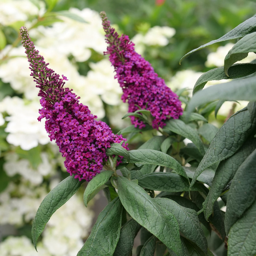 Pugster Pico Punch™ Butterfly Bush (Buddleia x) | Proven Winners® New Variety 2027