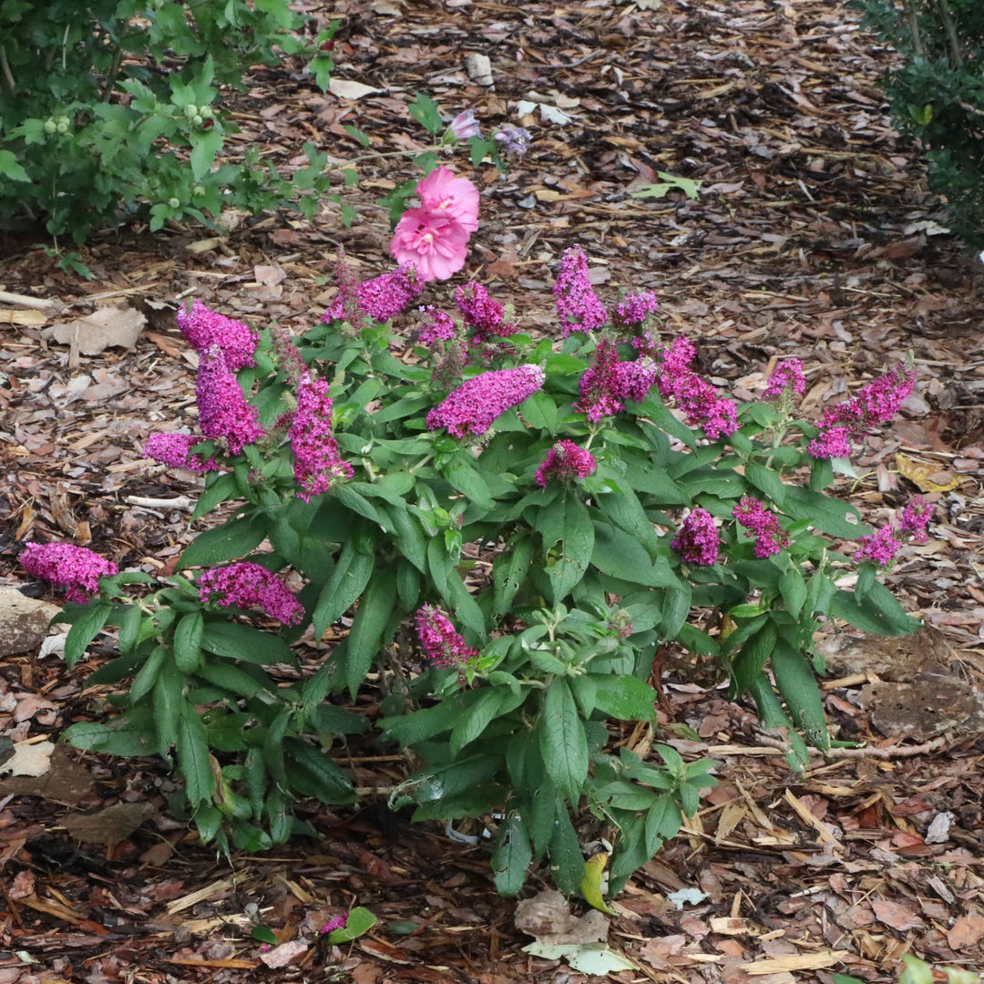 Pugster Pico Punch™ Butterfly Bush (Buddleia x) | Proven Winners® New Variety 2027