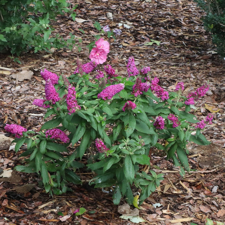 Pugster Pico Punch™ Butterfly Bush (Buddleia x) | Proven Winners® New Variety 2027