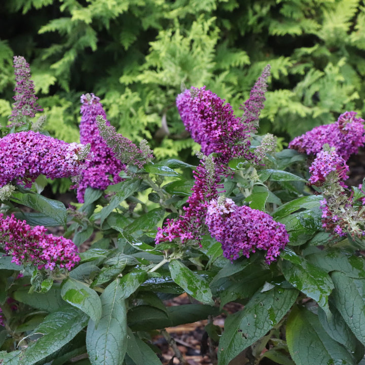 Pugster Pico Punch™ Butterfly Bush (Buddleia x) | Proven Winners® New Variety 2027