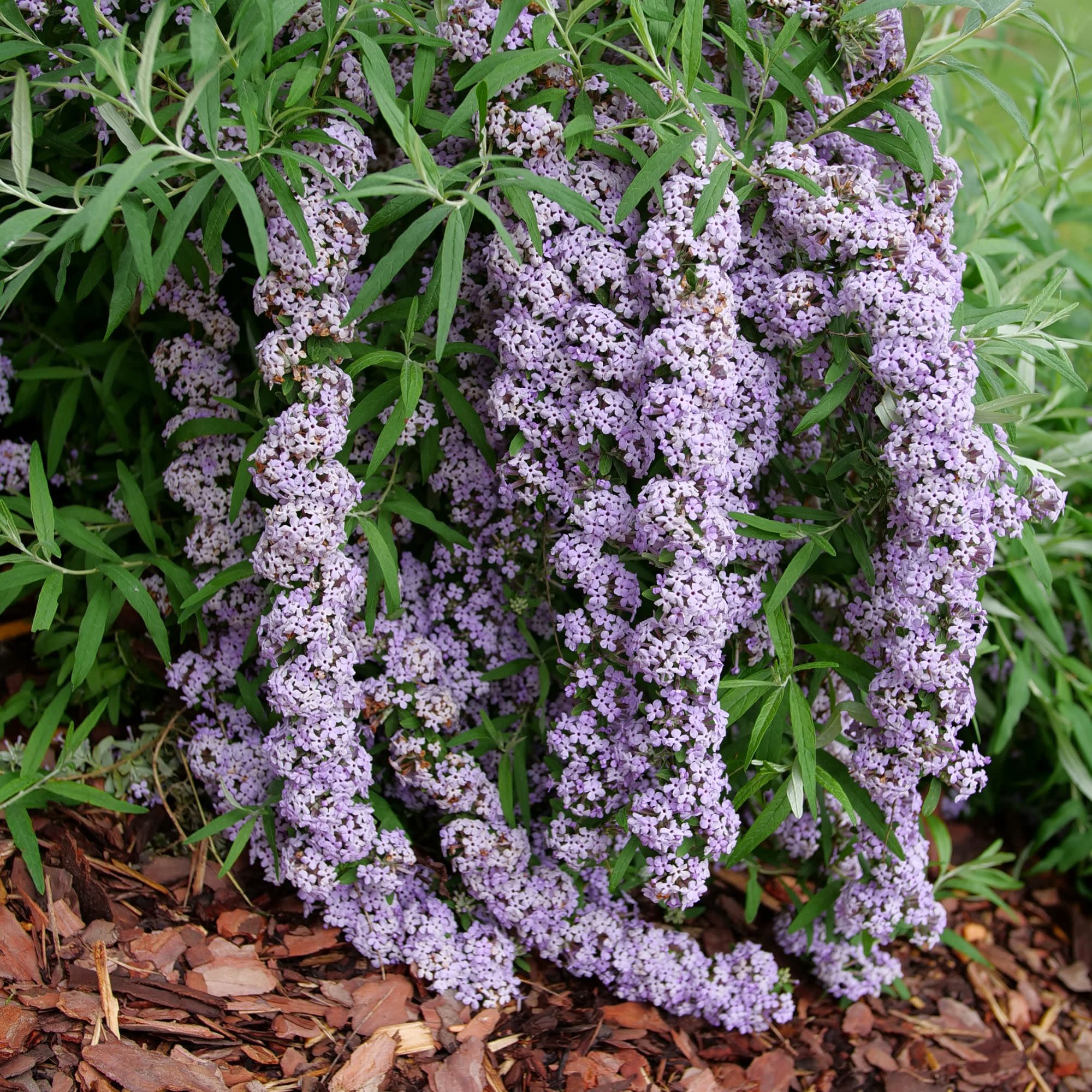 Fountain Butterfly Bush | Mop Top™ | Proven Winners® Shrubs – Proven ...