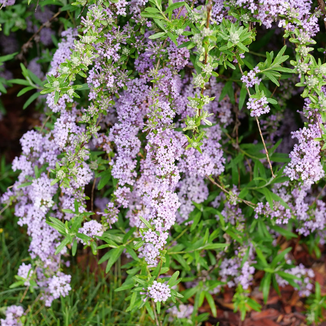 Mop Top™ Fountain Butterfly Bush (Buddleia alternifolia)