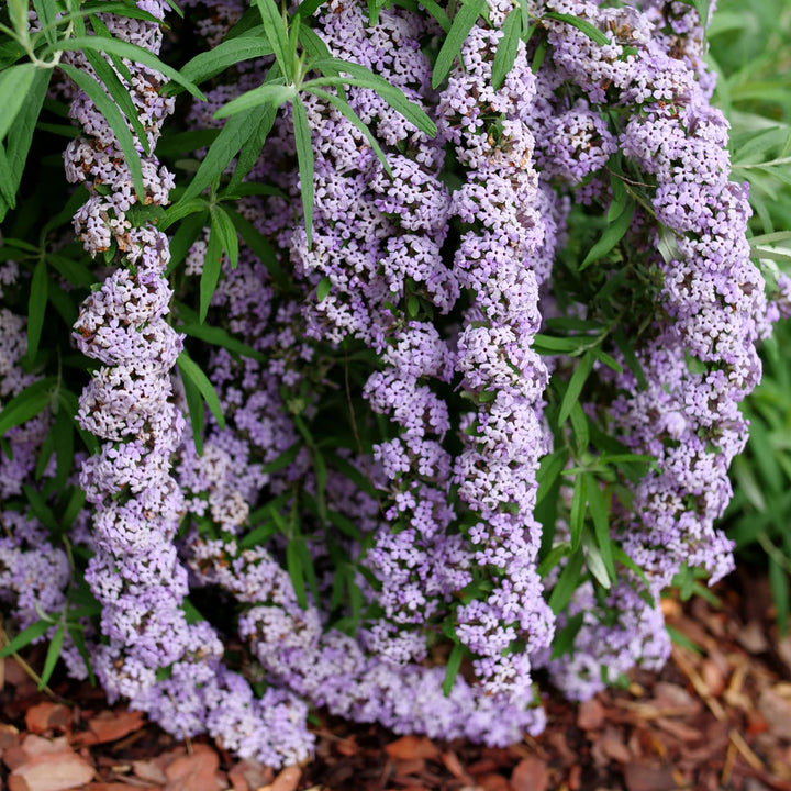 Mop Top™ Fountain Butterfly Bush (Buddleia alternifolia)