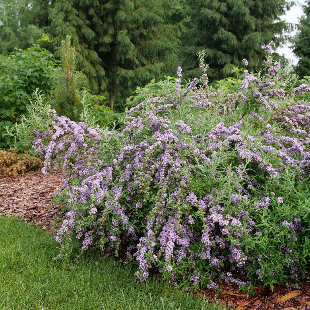 Mop Top™ Fountain Butterfly Bush (Buddleia alternifolia)