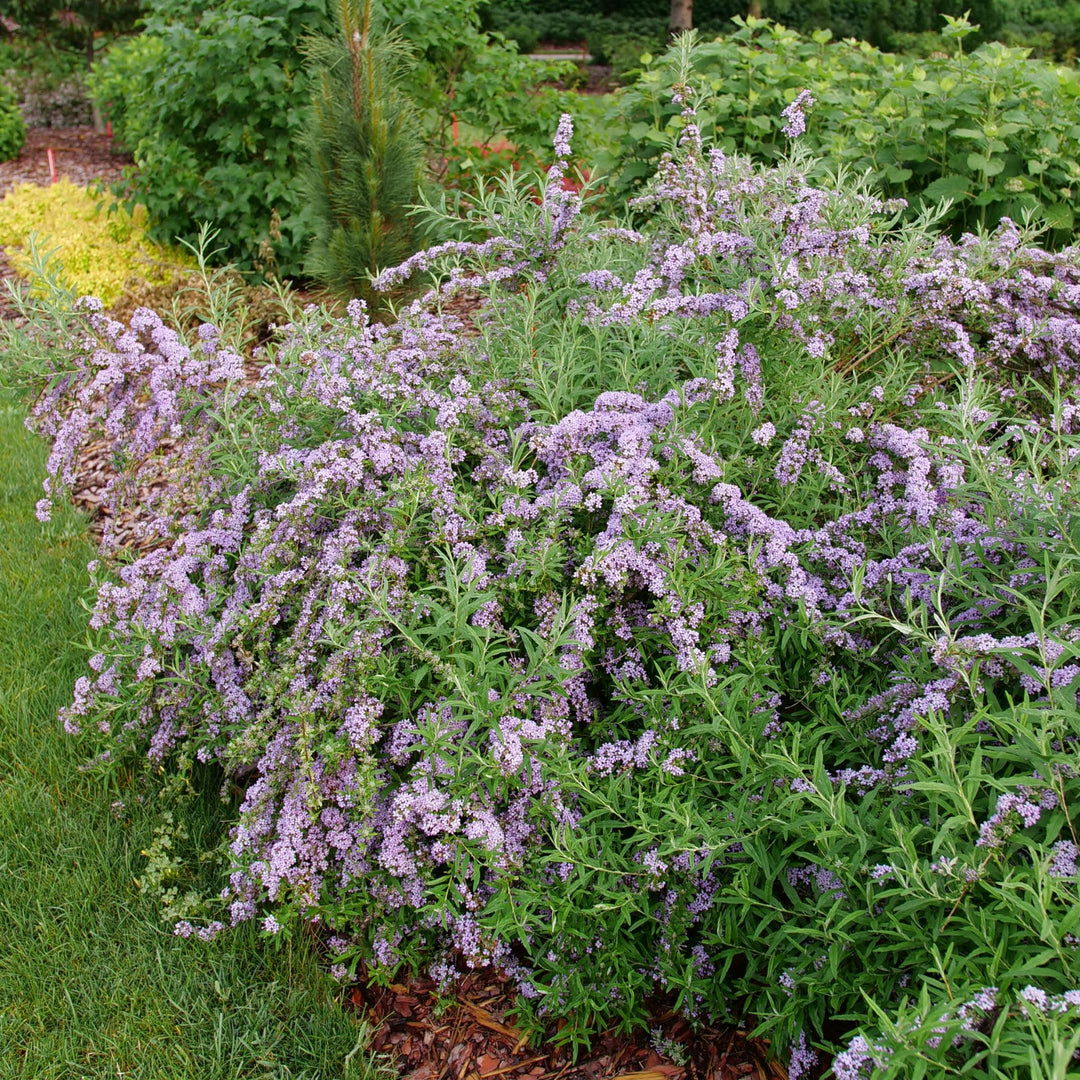 Mop Top™ Fountain Butterfly Bush (Buddleia alternifolia)