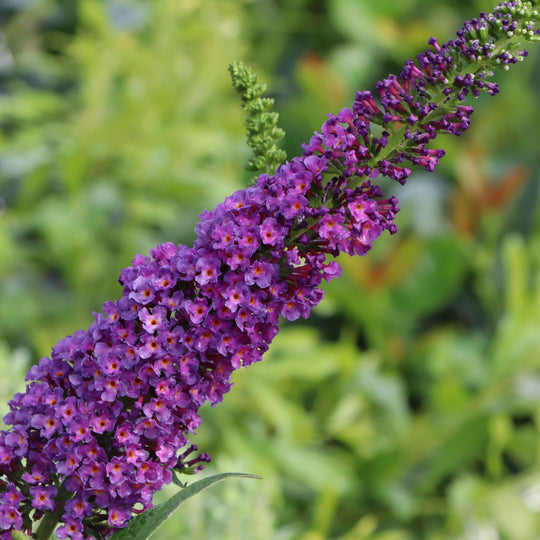 Darkest Night™ Butterfly Bush (Buddleia x) | Proven Winners® New Variety 2027