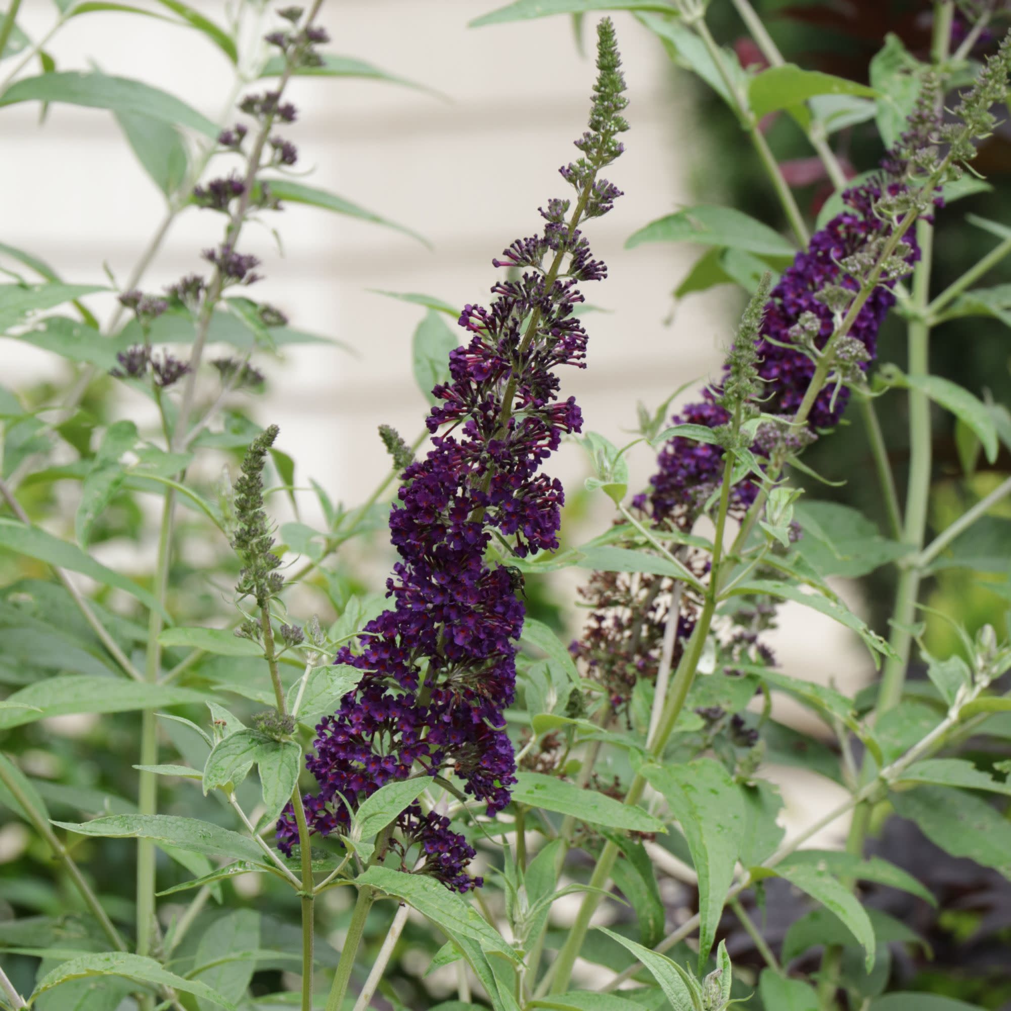 Butterfly Bush | Darkest Night™ | Proven Winners® Shrubs – Proven