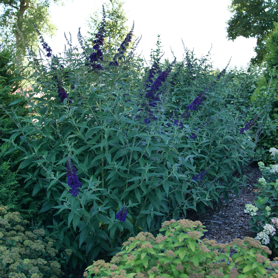Darkest Night™ Butterfly Bush (Buddleia x) | Proven Winners® New Variety 2027