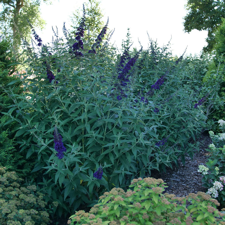 Darkest Night™ Butterfly Bush (Buddleia x) | Proven Winners® New Variety 2027