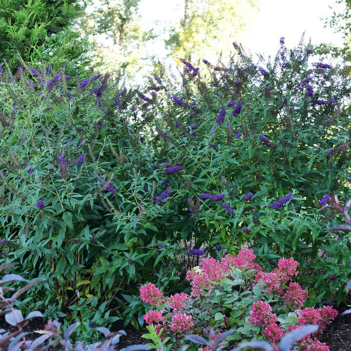 Darkest Night™ Butterfly Bush (Buddleia x) | Proven Winners® New Variety 2027