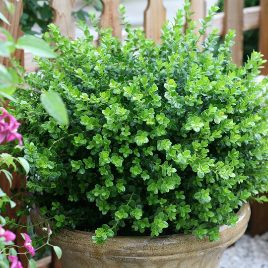 Sprinter® Boxwood (Buxus microphylla)