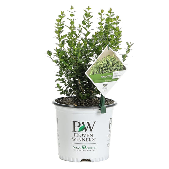 Sprinter® Boxwood (Buxus microphylla)