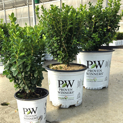 Sprinter Sprinter Boxwood in focus.