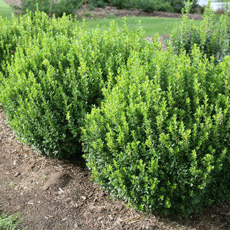 Sprinter Boxwood in focus.