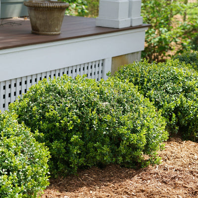 Sprinter Boxwood in use.