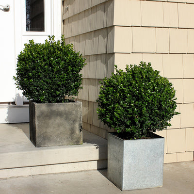 Sprinter Boxwood in use.