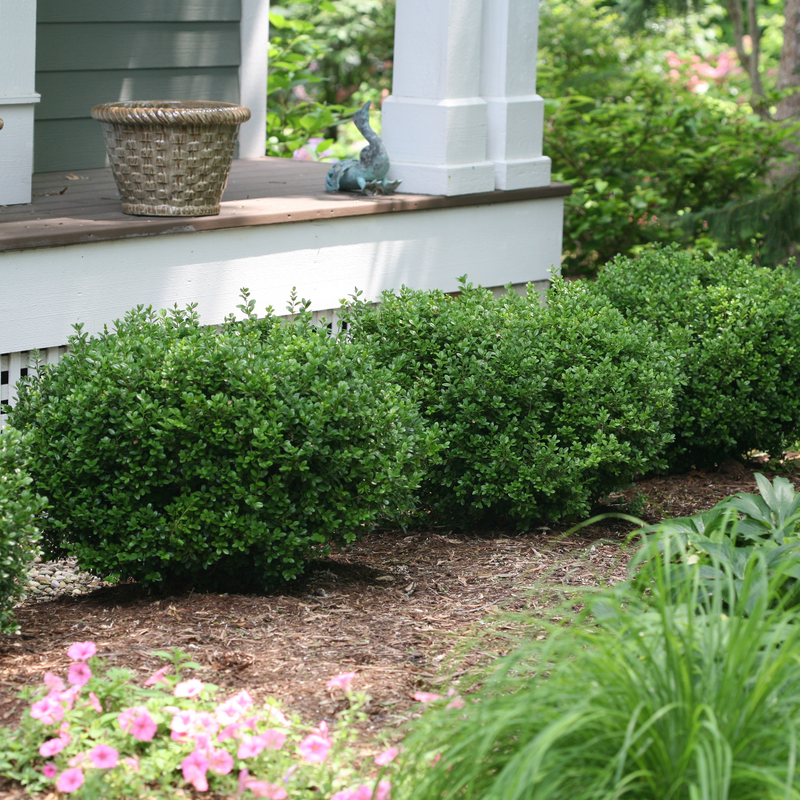 Sprinter Sprinter Boxwood in use.