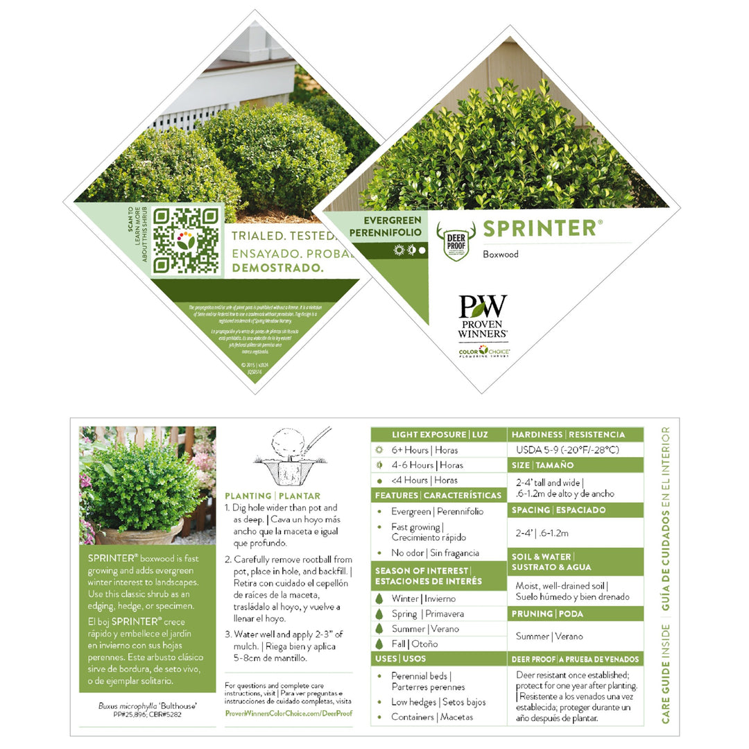 Boxwood | Sprinter® | Proven Winners® Shrubs – Proven Winners Direct™