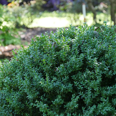 North Star® Boxwood (Buxus sempervirens)
