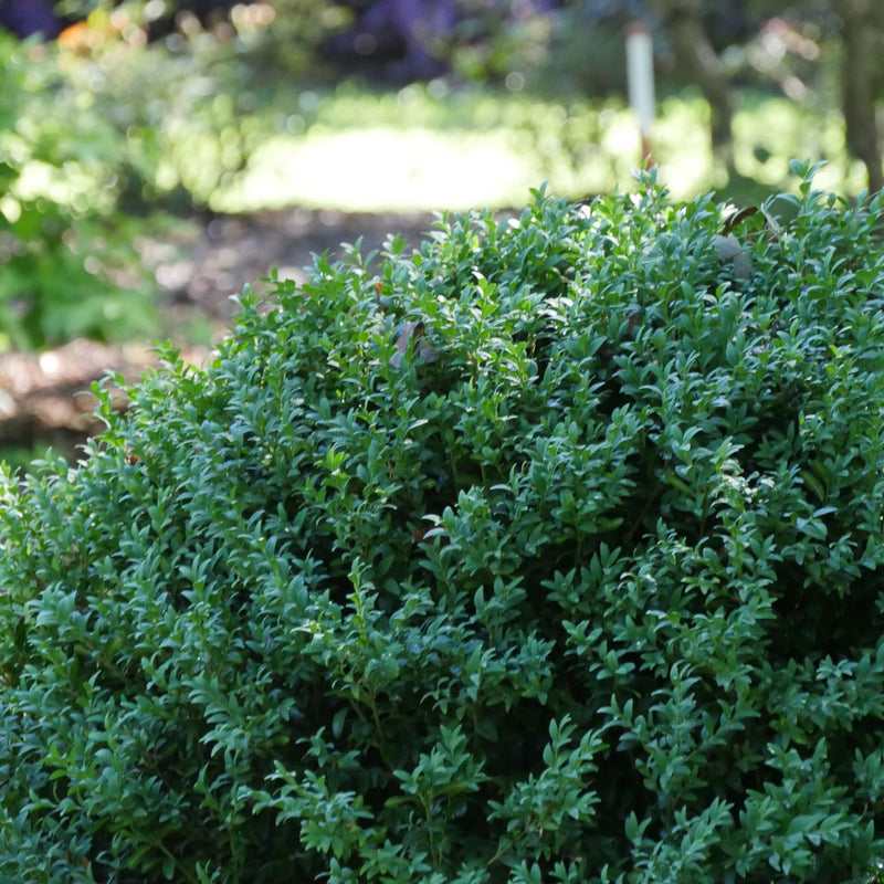 North Star® Boxwood (Buxus sempervirens)