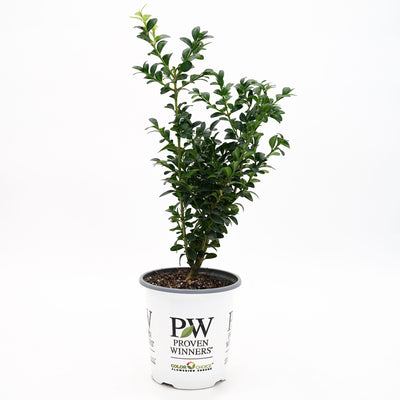 North Star® Boxwood (Buxus sempervirens)