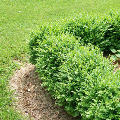 North Star® Boxwood (Buxus sempervirens)