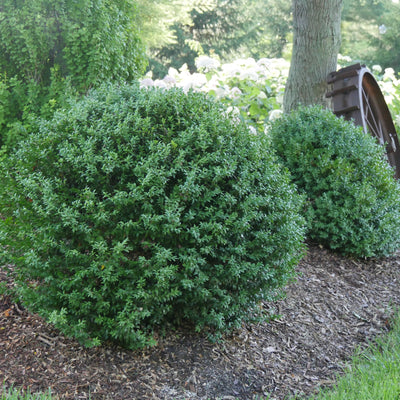 North Star® Boxwood (Buxus sempervirens)