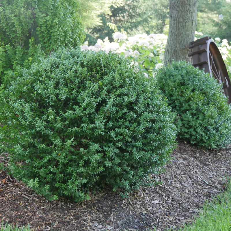 North Star® Boxwood (Buxus sempervirens)