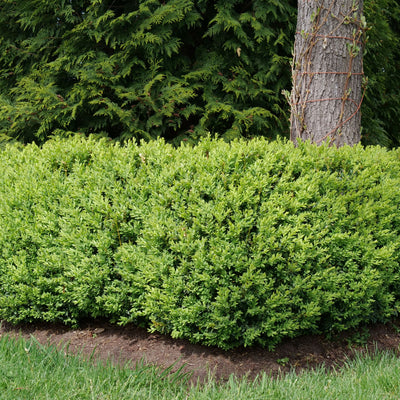 North Star® Boxwood (Buxus sempervirens)
