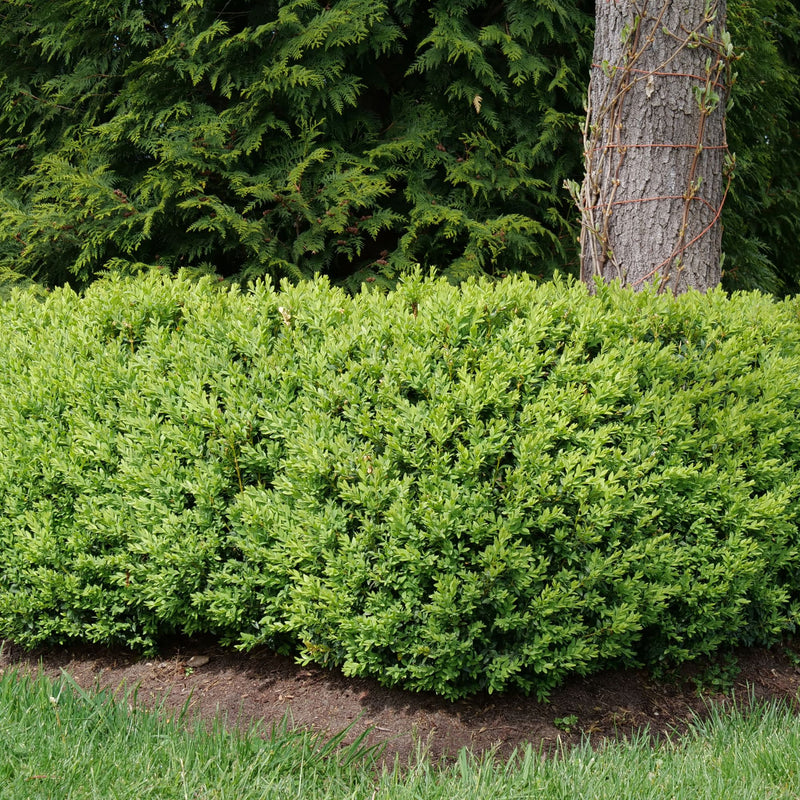 North Star® Boxwood (Buxus sempervirens)