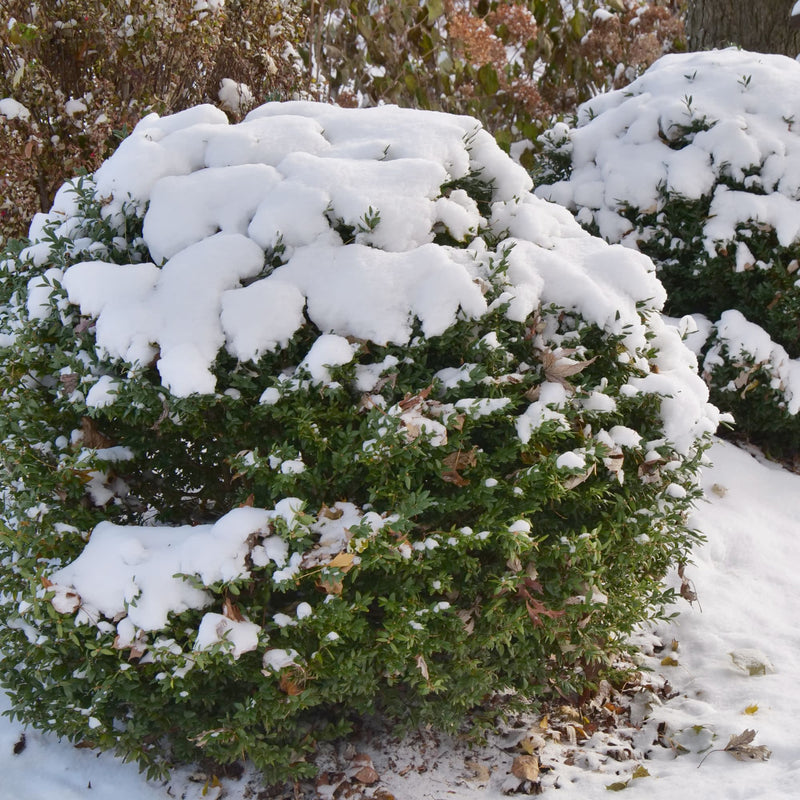 North Star® Boxwood (Buxus sempervirens)