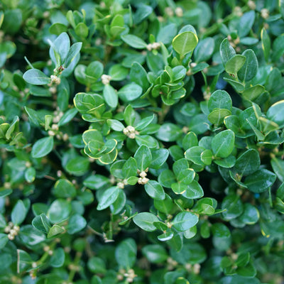 Neatball® Boxwood (Buxus microphylla)