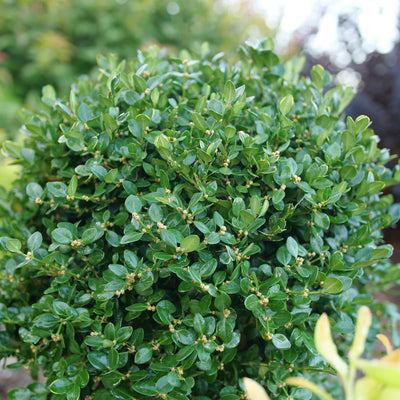 Neatball® Boxwood (Buxus microphylla)