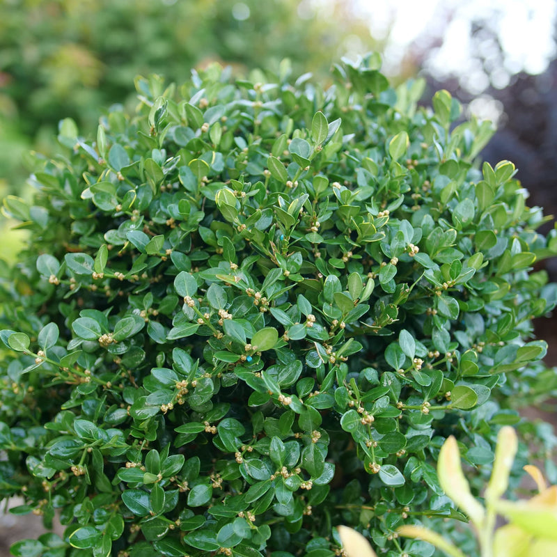 Neatball® Boxwood (Buxus microphylla)