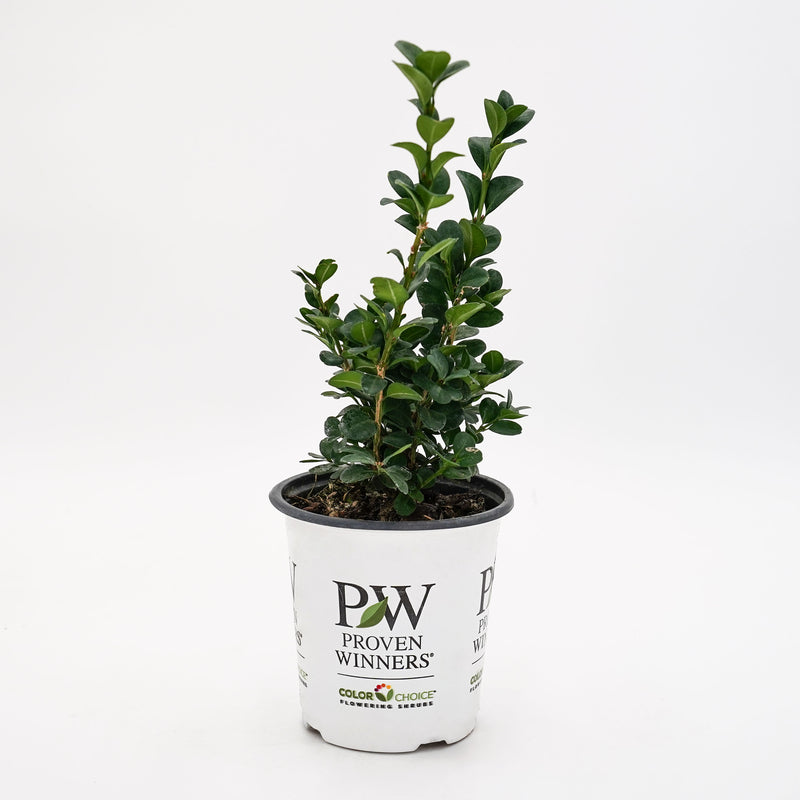 Neatball® Boxwood (Buxus microphylla)
