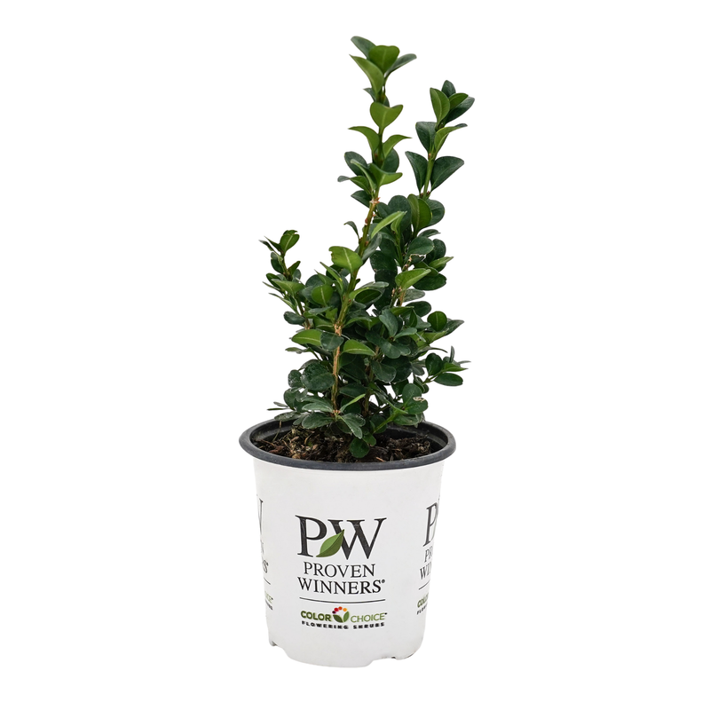 Boxwood | Neatball® | Proven Winners® Shrubs – Proven Winners Direct™