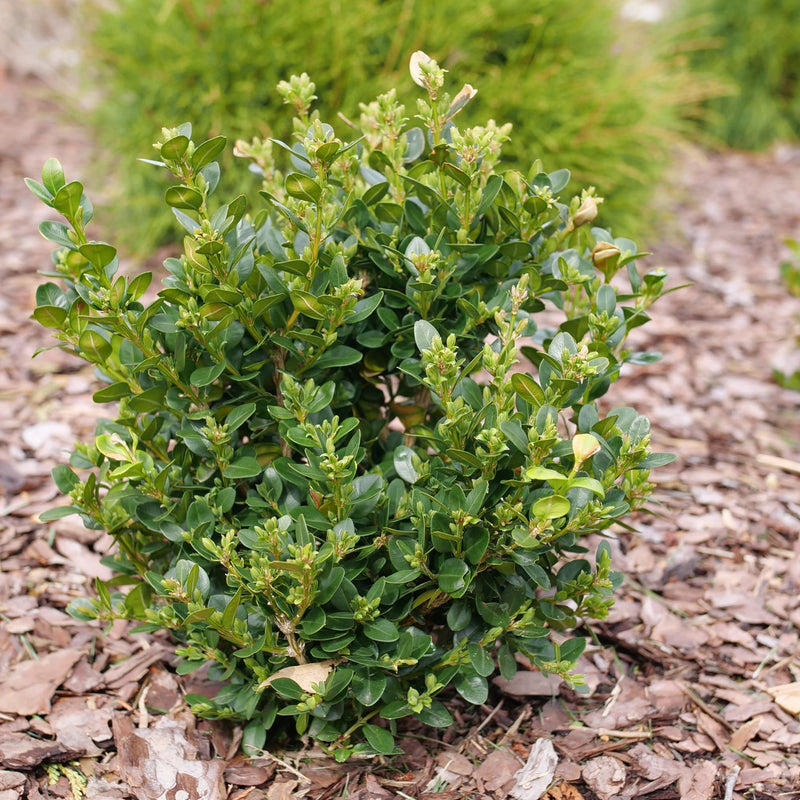 Neatball® Boxwood (Buxus microphylla)